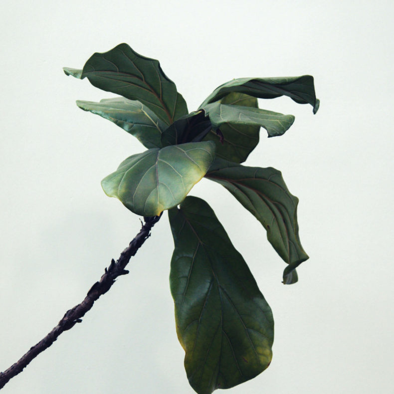 Maidenhair Tree